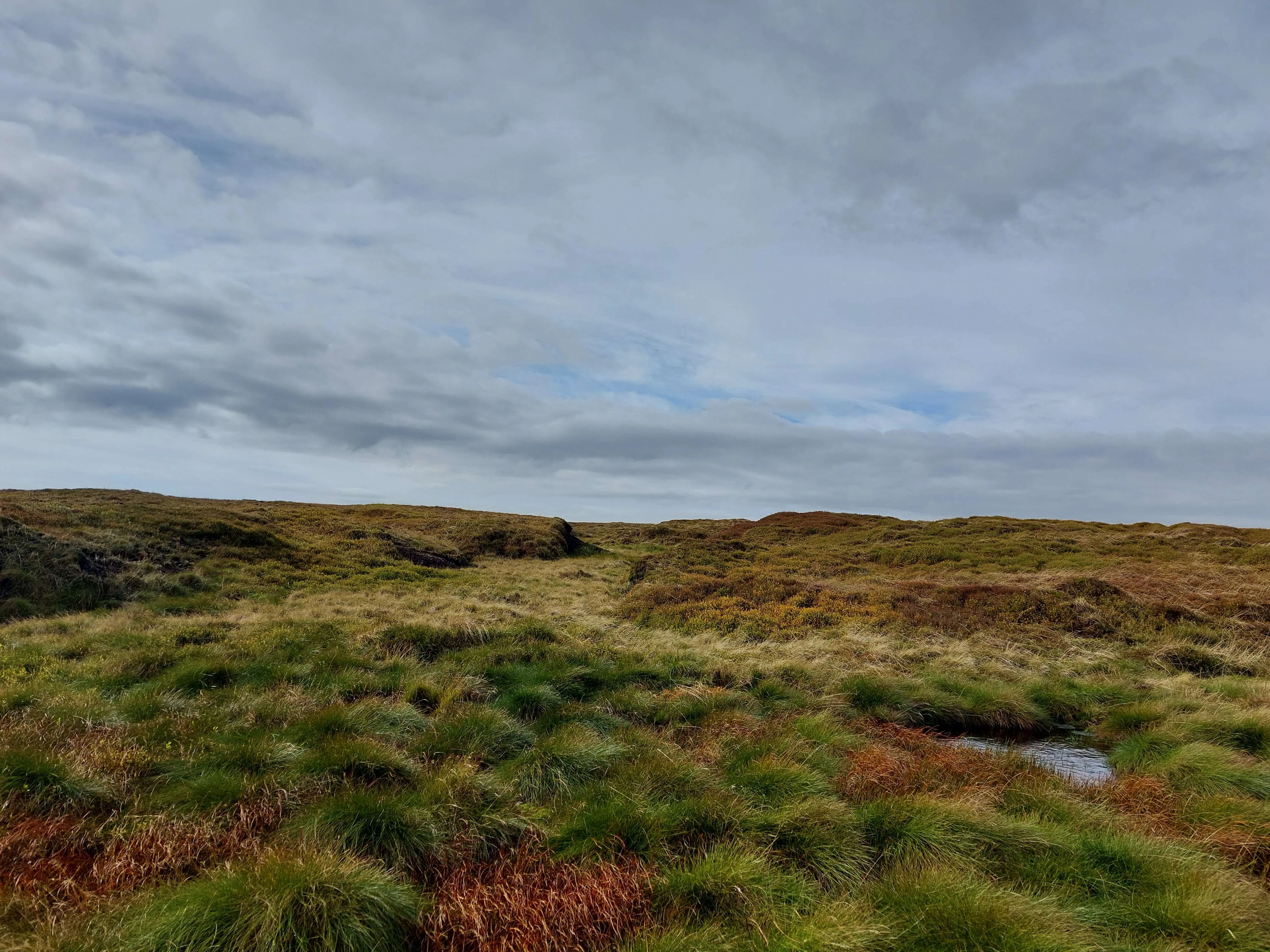 Moorland